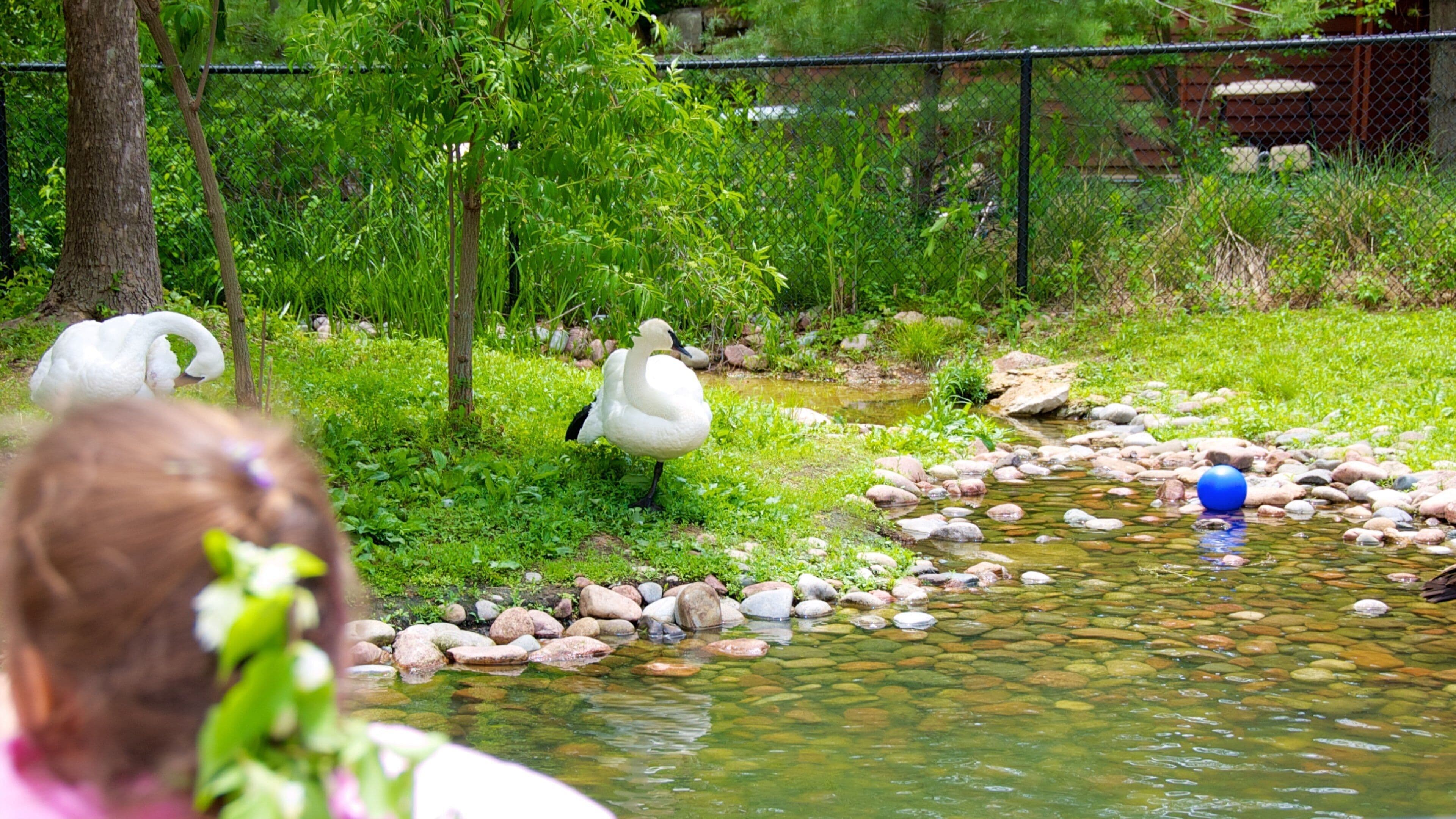 Kansas City Zoo which includes bird life, a pond and zoo animals