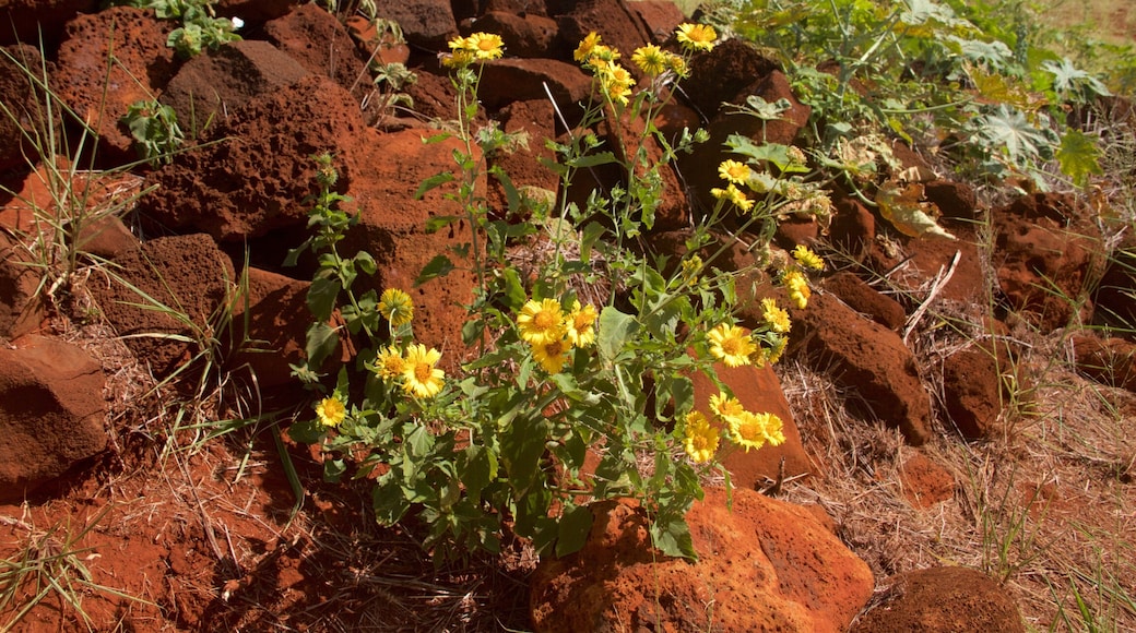 Russian Fort Elizabeth State Historical Park que inclui uma ruína e flores silvestres
