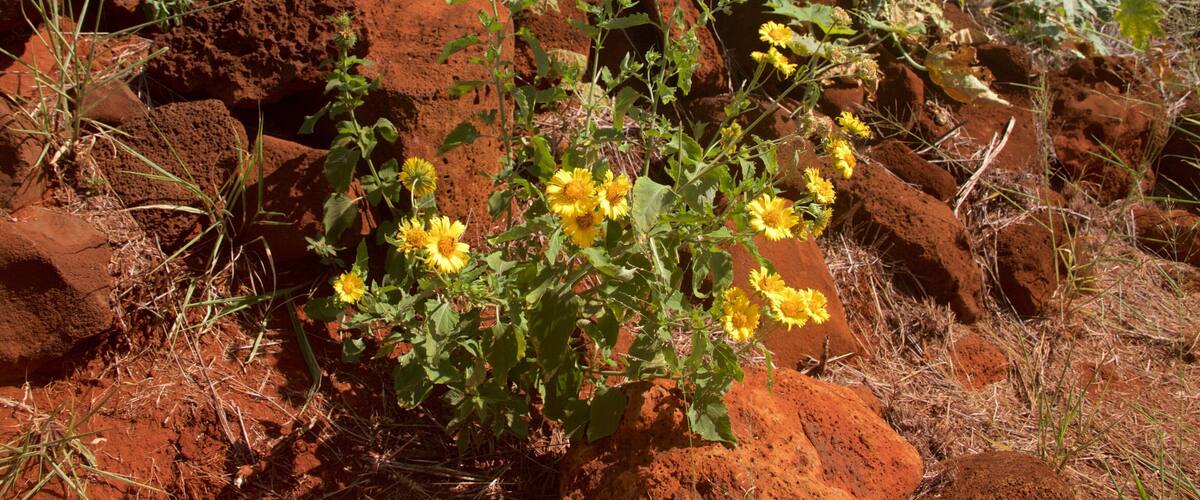 Russian Fort Elizabeth State Historical Park featuring wild flowers and building ruins