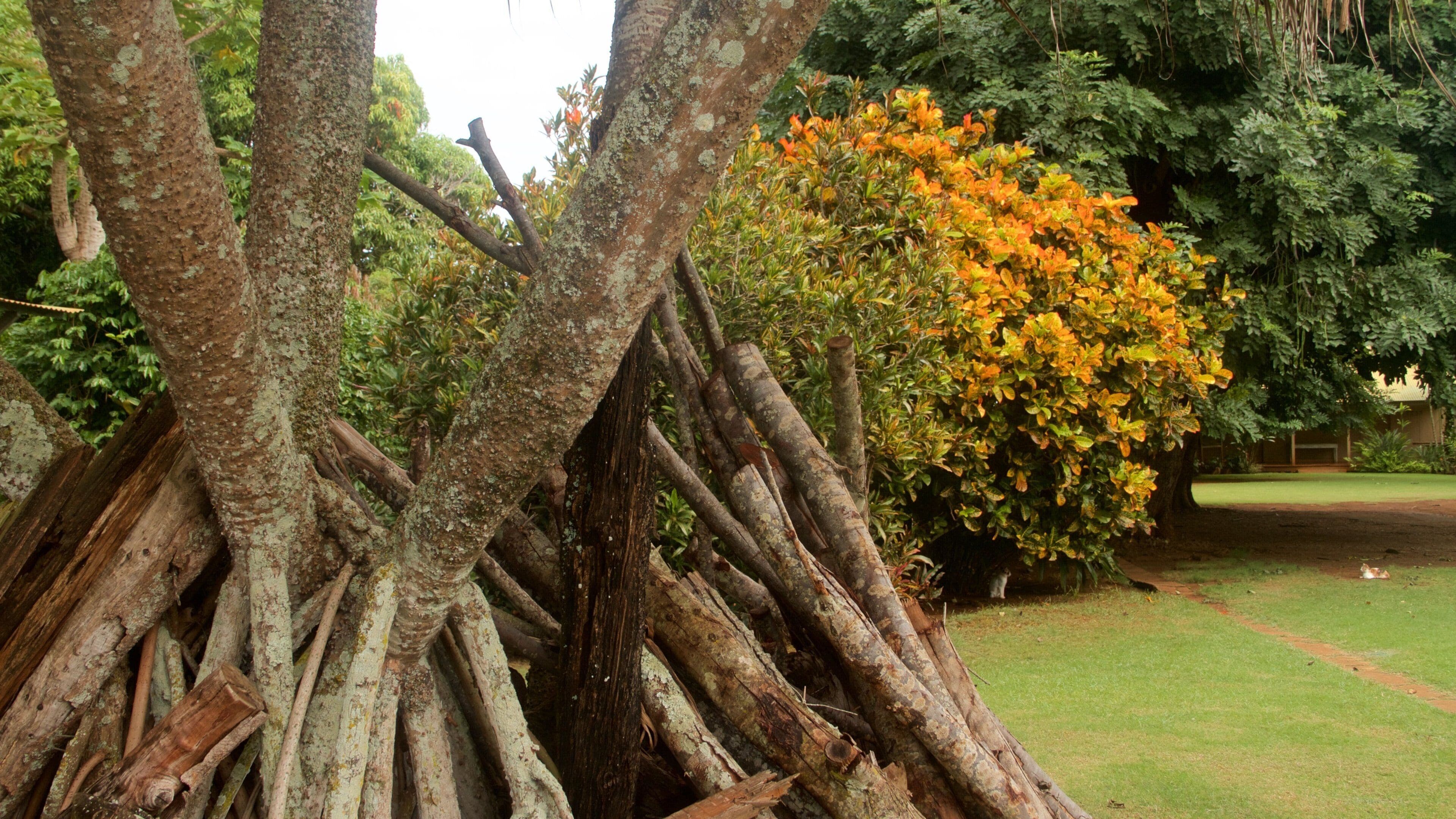 Grove Farm Homestead featuring wildflowers and a garden