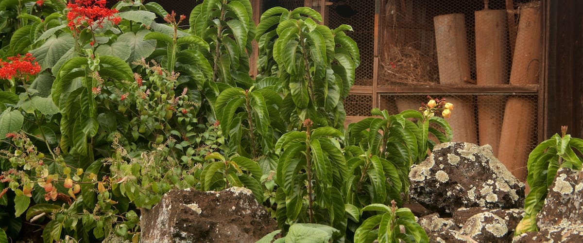 Grove Farm Homestead som inkluderer hage og villblomster