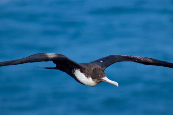 Kilauean majakka joka esittää linnusto