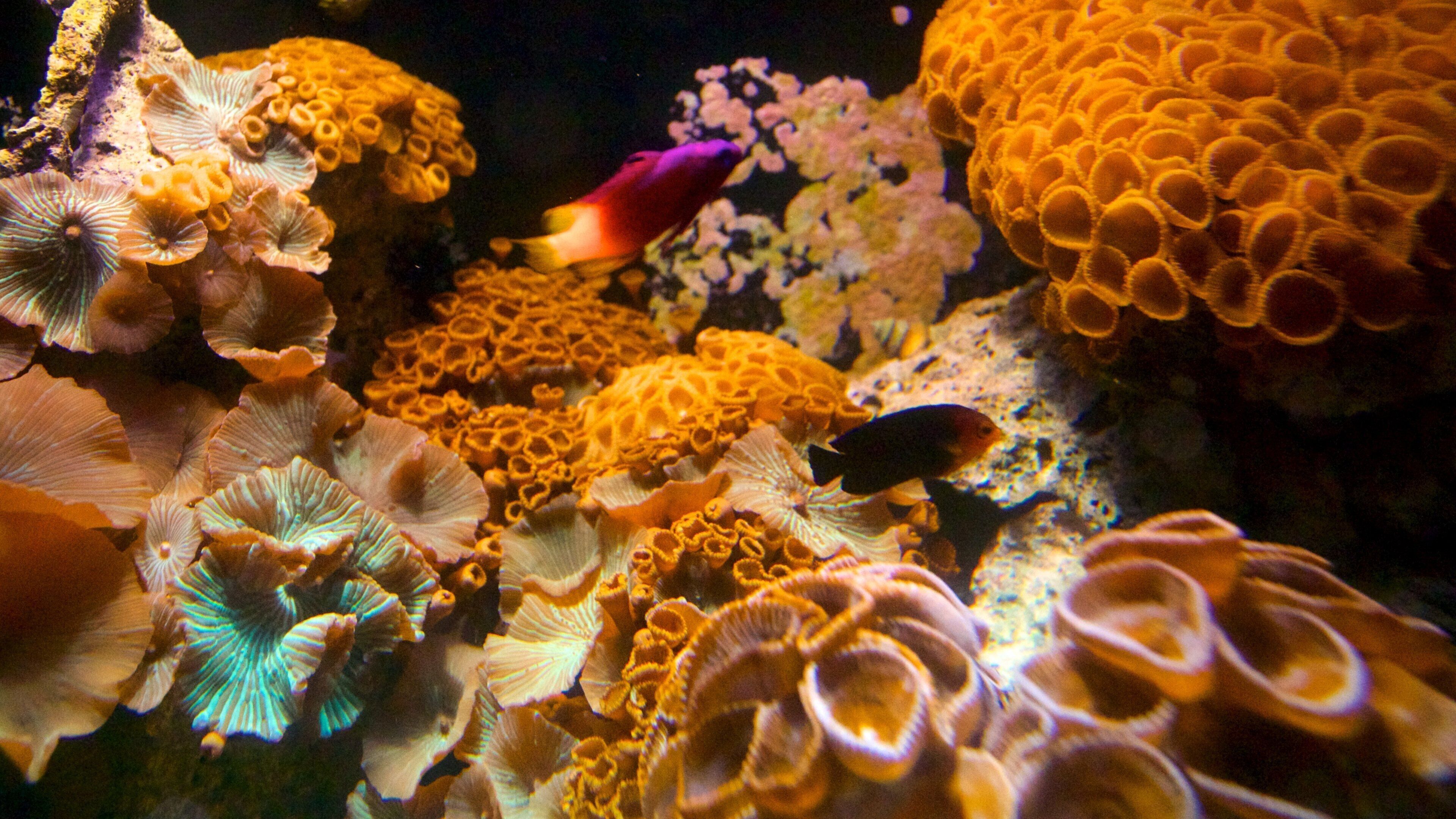 Key West Aquarium featuring marine life