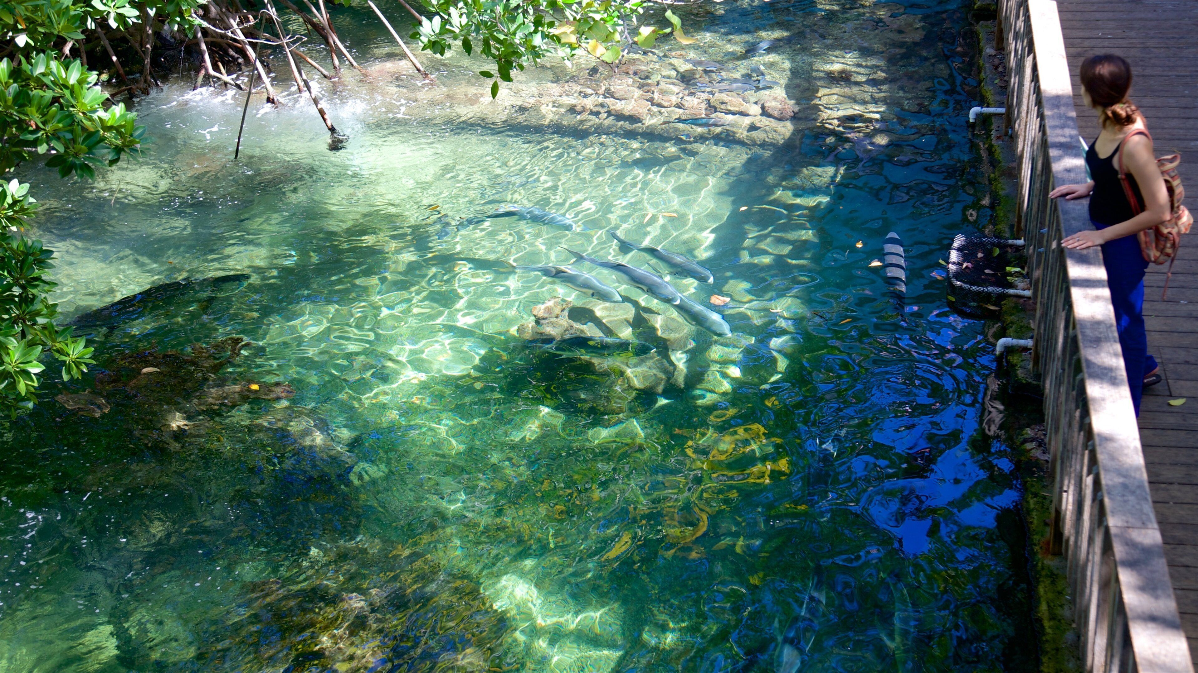 西嶼水族館 呈现出 海洋生 物 以及 一名女性