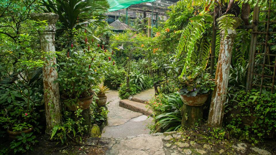 A lush garden with a stone pathway leading to a traditional house.