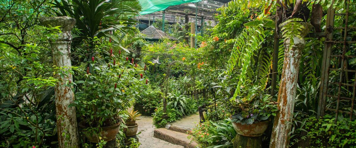 A lush garden with a stone pathway leading to a traditional house.