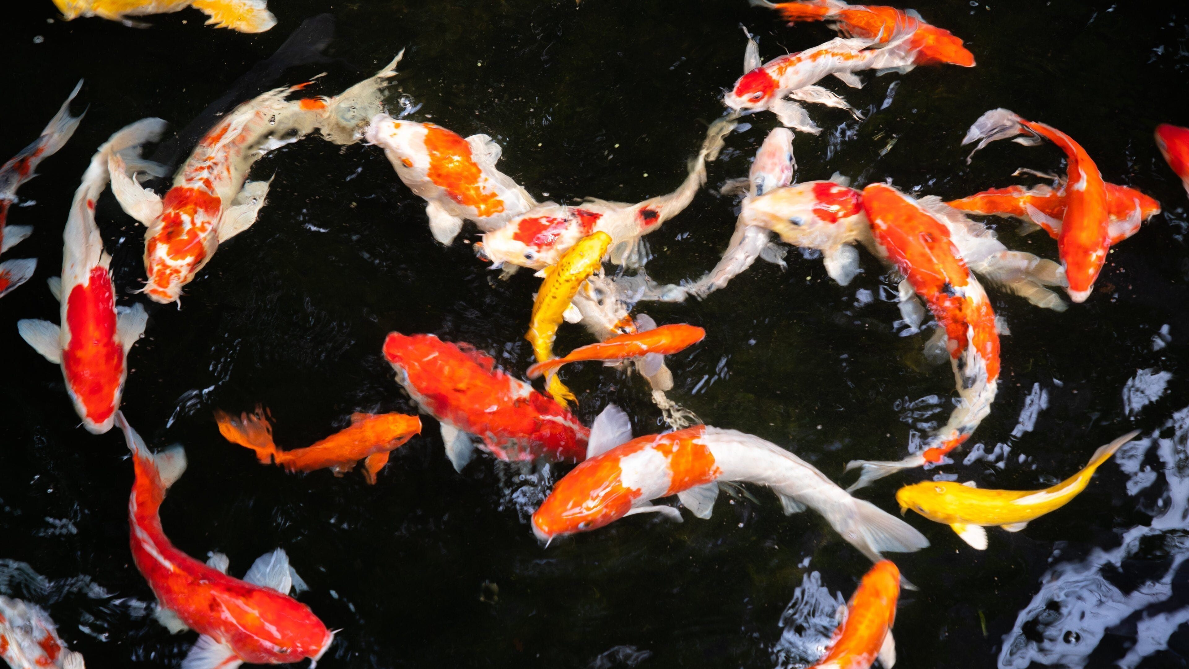 Butterfly Park which includes a pond and marine life