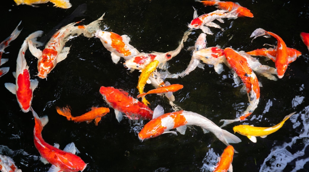 Butterfly Park which includes a pond and marine life