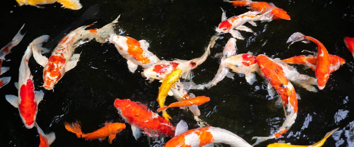 Butterfly Park which includes a pond and marine life
