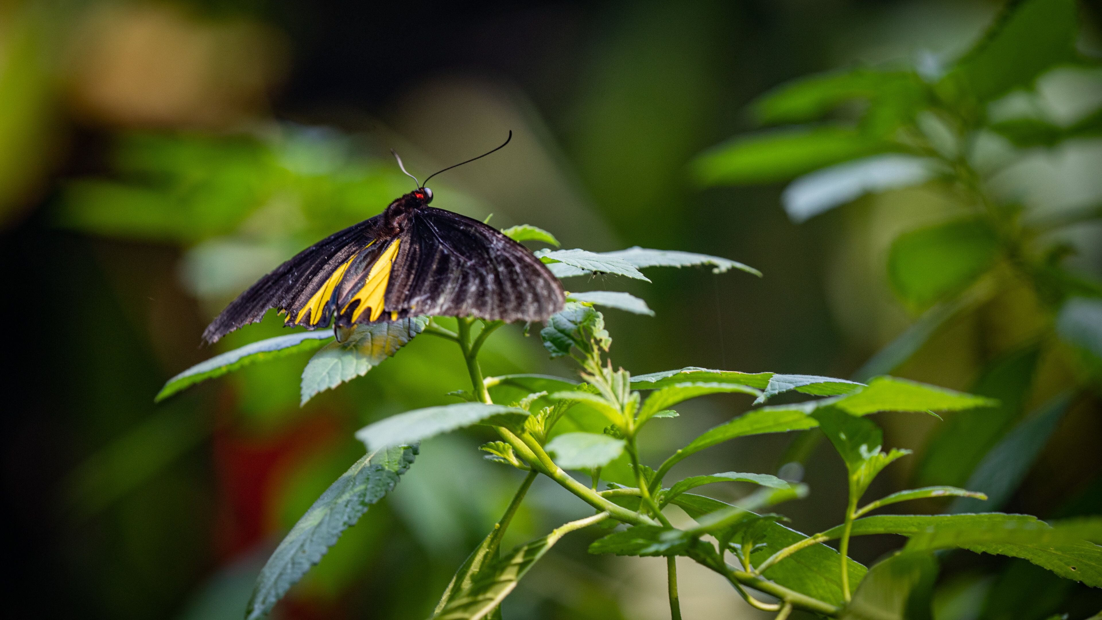 Butterfly Park featuring animals