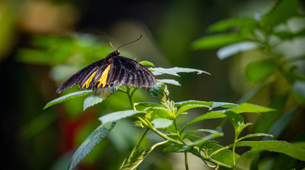 Butterfly Park featuring animals