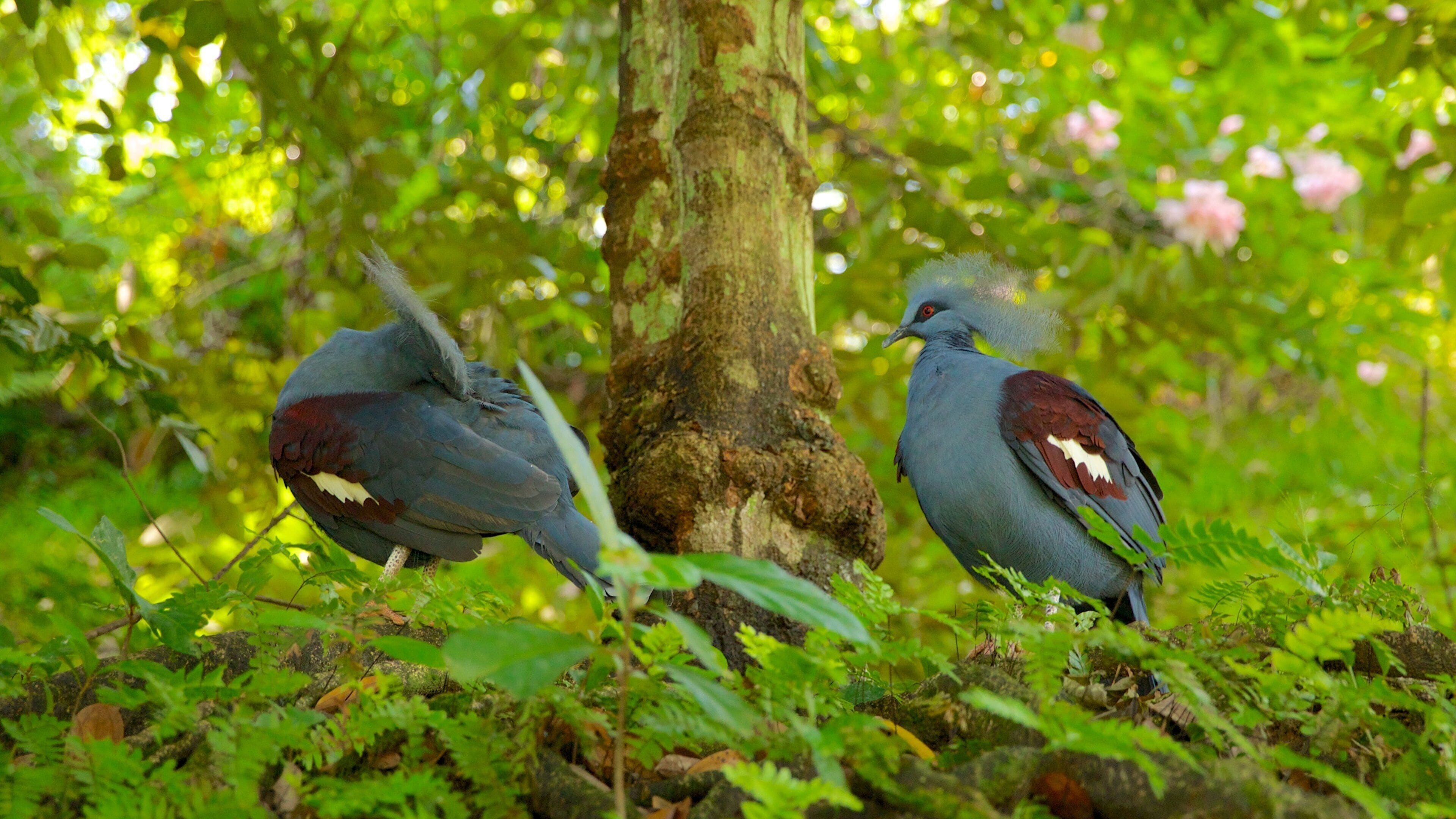 Taman Burung Kuala Lumpur