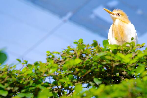 クアラルンプール バード パーク フィーチャー 鳥 と 動物園の動物