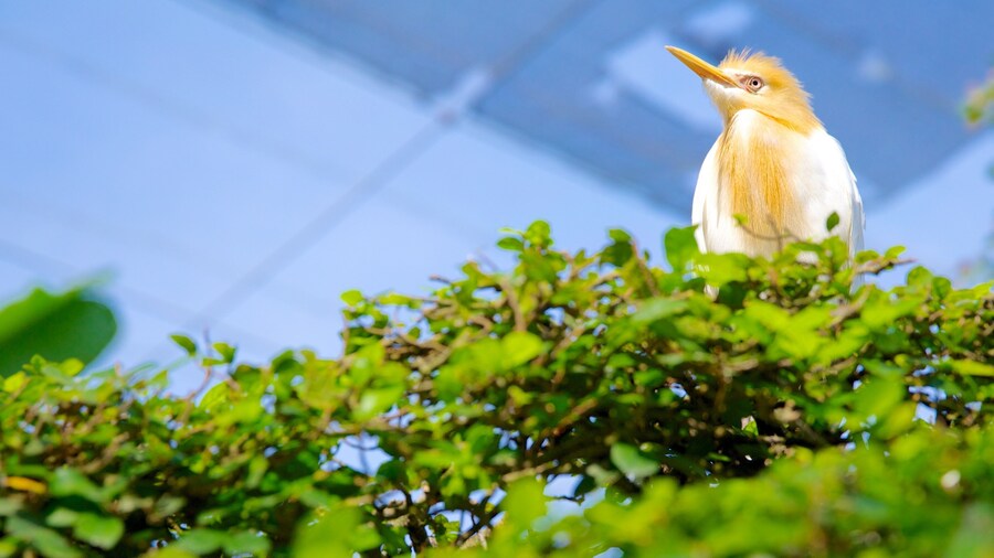 Kuala Lumpur Bird Park showing zoo animals and bird life