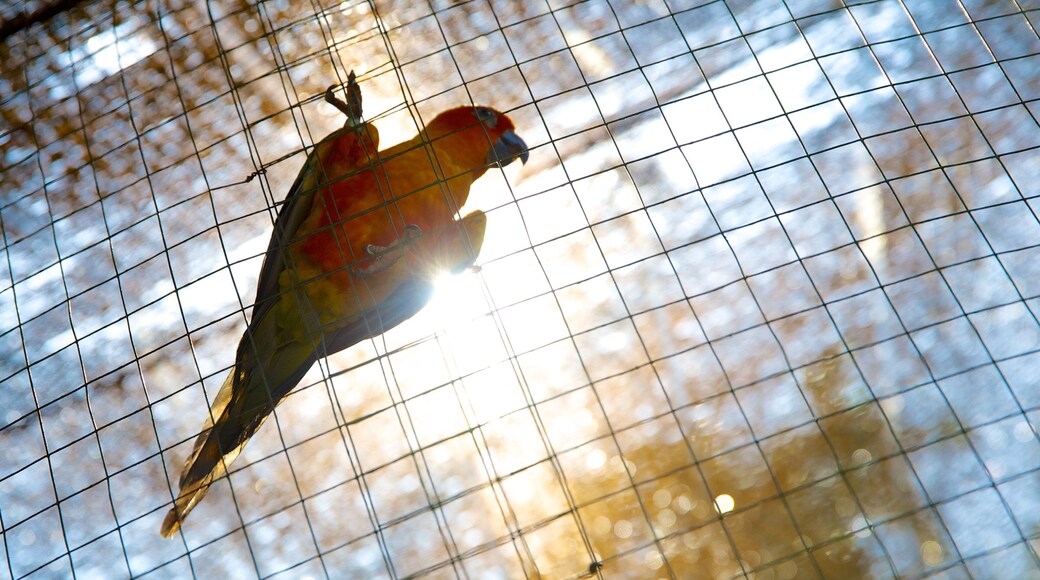 Kuala Lumpur Bird Park featuring zoo animals and bird life