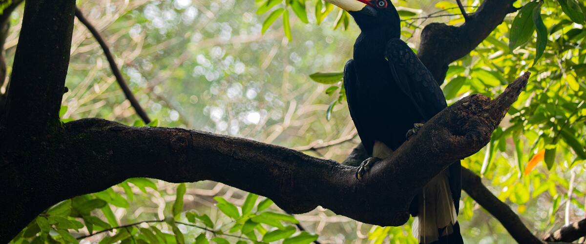 Kuala Lumpur Bird Park featuring bird life