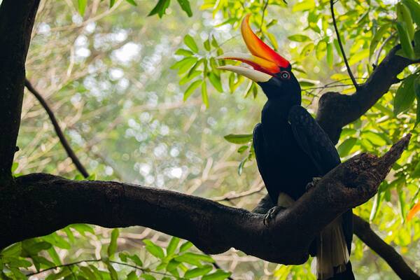 Kuala Lumpur Bird Park featuring bird life