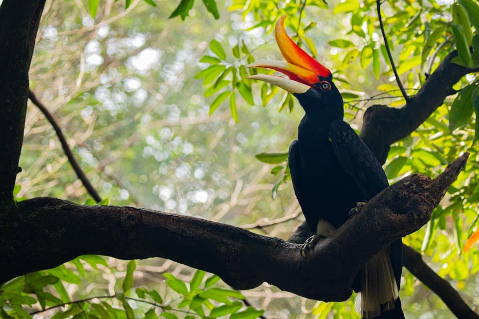 Un toucan était perché sur une branche d’arbre dans une forêt.