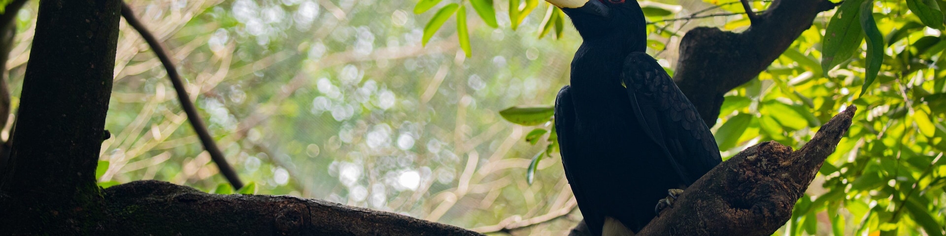 Kuala Lumpur Bird Park featuring bird life