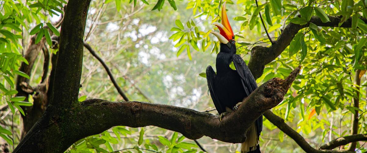 Kuala Lumpur Bird Park which includes bird life