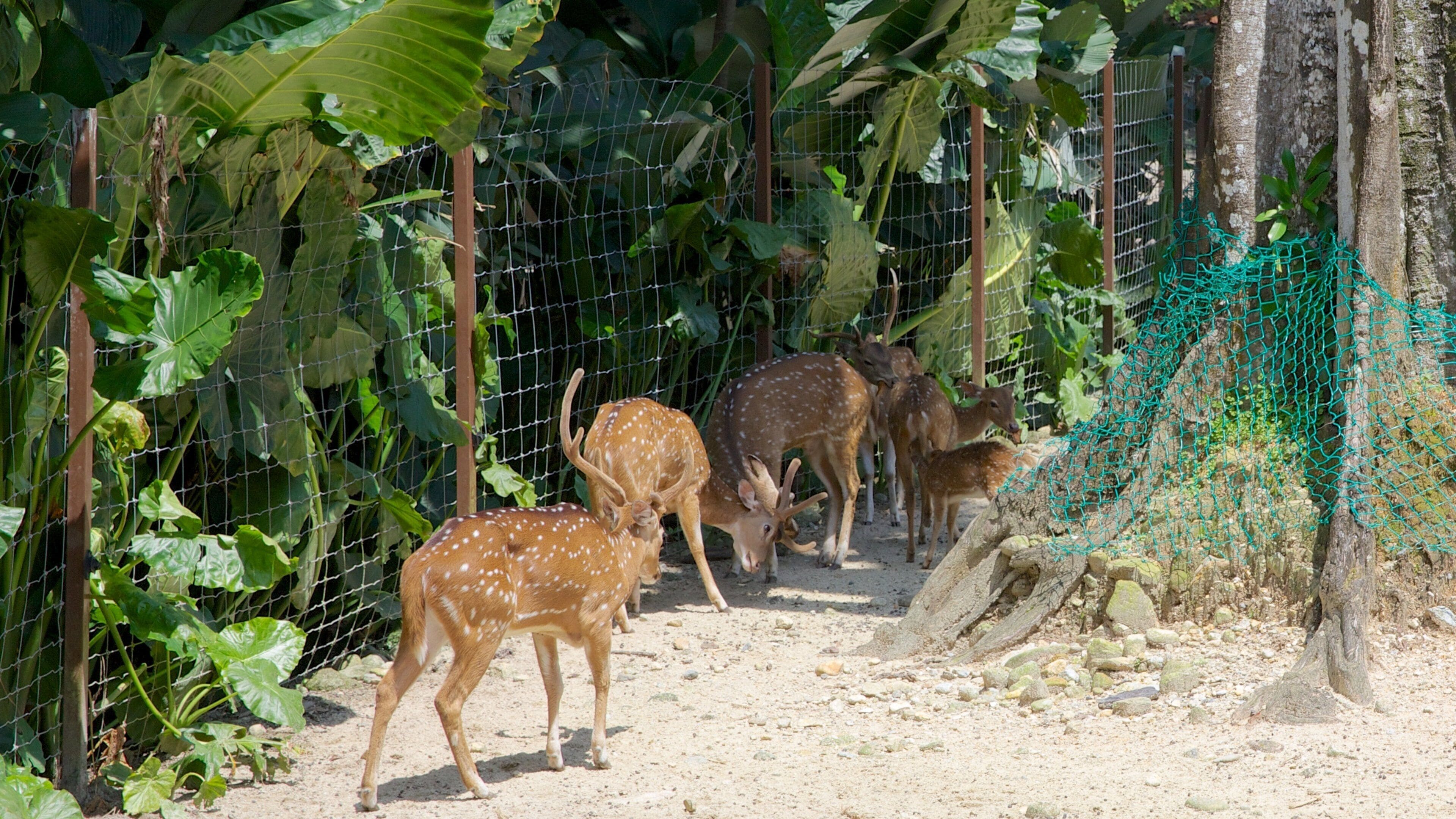 Zoo national montrant animaux de zoo et animaux domestiques ou inoffensifs