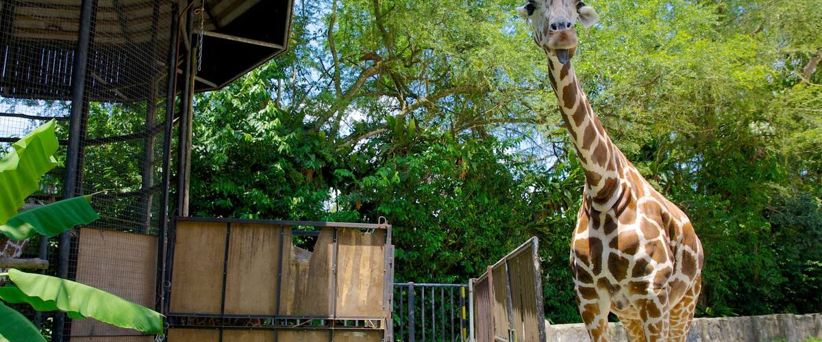 National Zoo which includes land animals and zoo animals