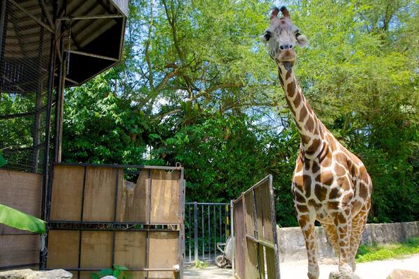 Zoo national mettant en vedette animaux de zoo et animaux terrestres
