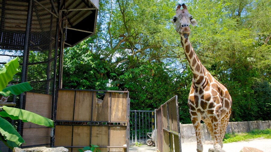 Nationale Dierentuin inclusief landdieren en dierentuindieren
