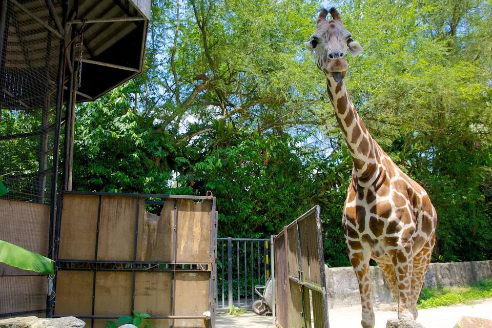 Une girafe se tient dans un enclos de zoo, avec des arbres et une structure en bois en arrière-plan.