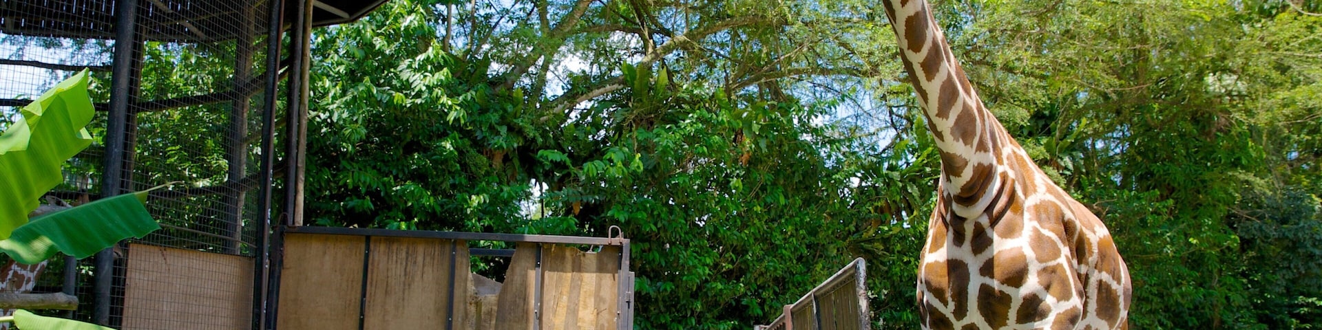 Zoológico Nacional mostrando animais de zoológico e animais terrestres