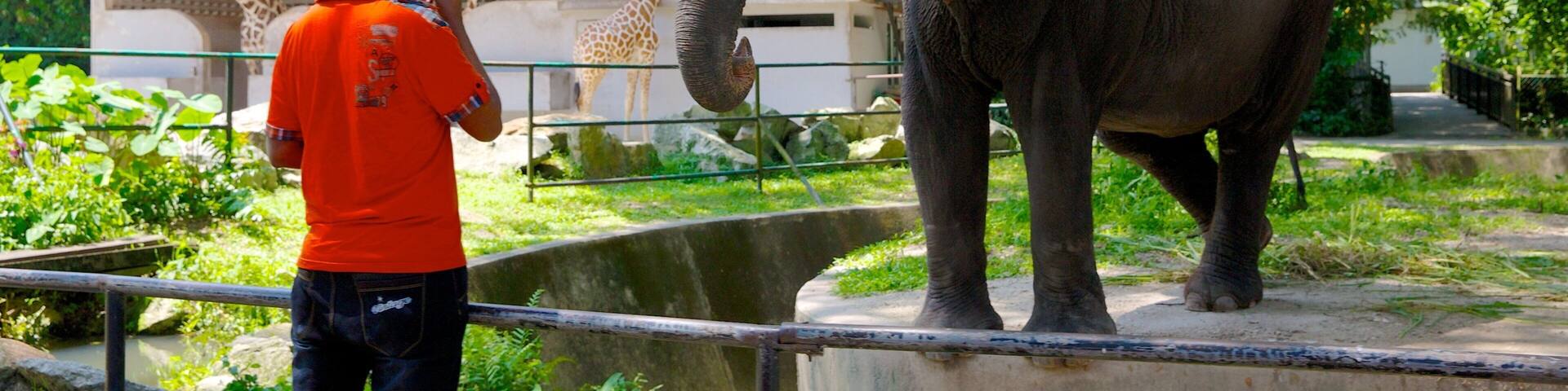 A person feeding an elephant in a zoo enclosure with trees and a giraffe in the background.