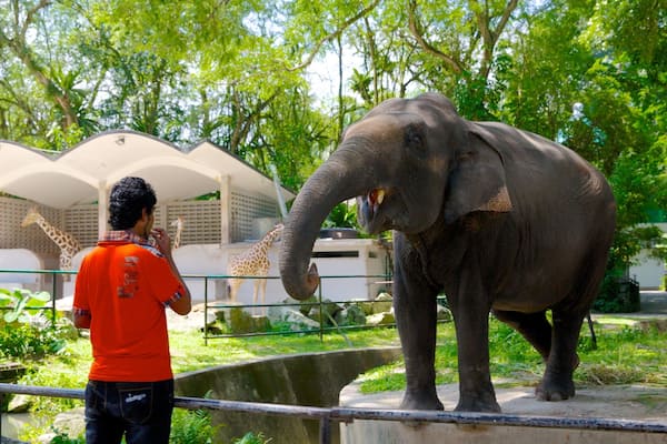 A person feeding an elephant in a zoo enclosure with trees and a giraffe in the background.
