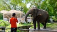 Een persoon voert een olifant in een dierentuin uit, met bomen en een giraffe op de achtergrond.