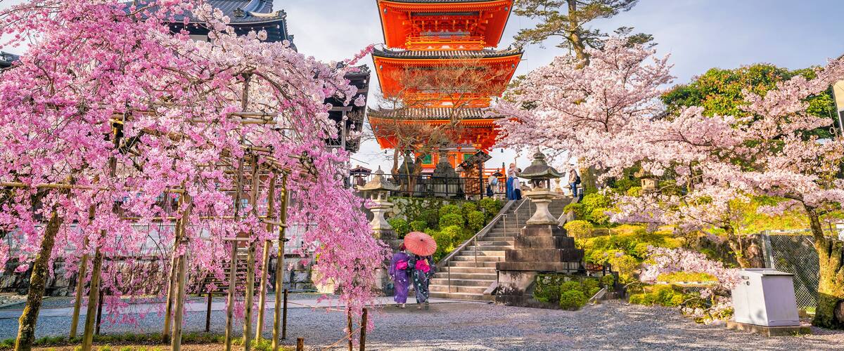 Kiyomizu-dera Temple and cherry blossom season (Sakura) spring time in Kyoto