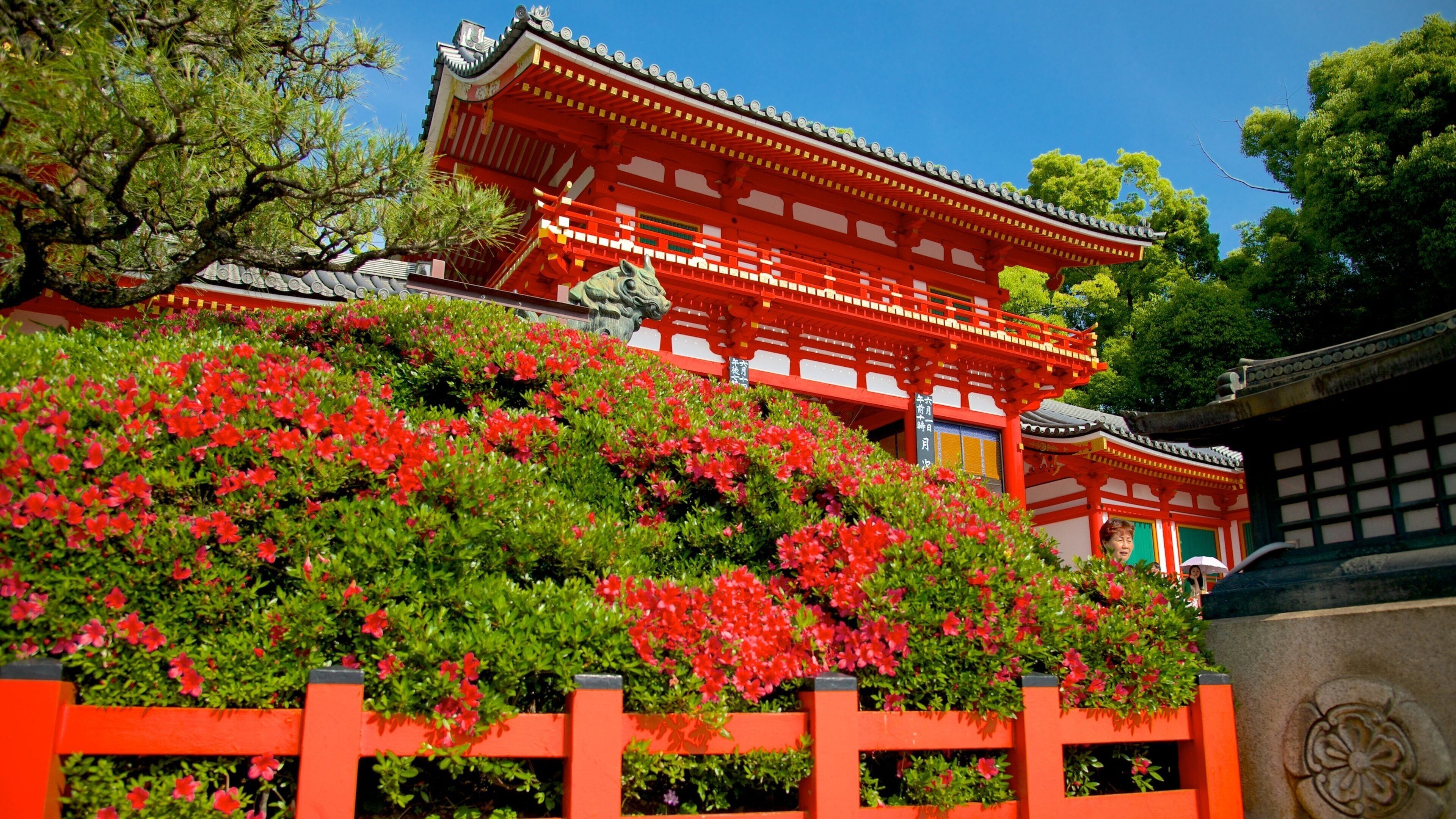 八坂神社 フィーチャー 花 と 寺院あるいは礼拝所