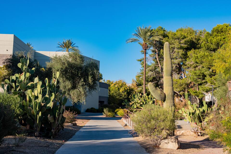 A pathway flanked by cacti and palm trees leading to a modern building.