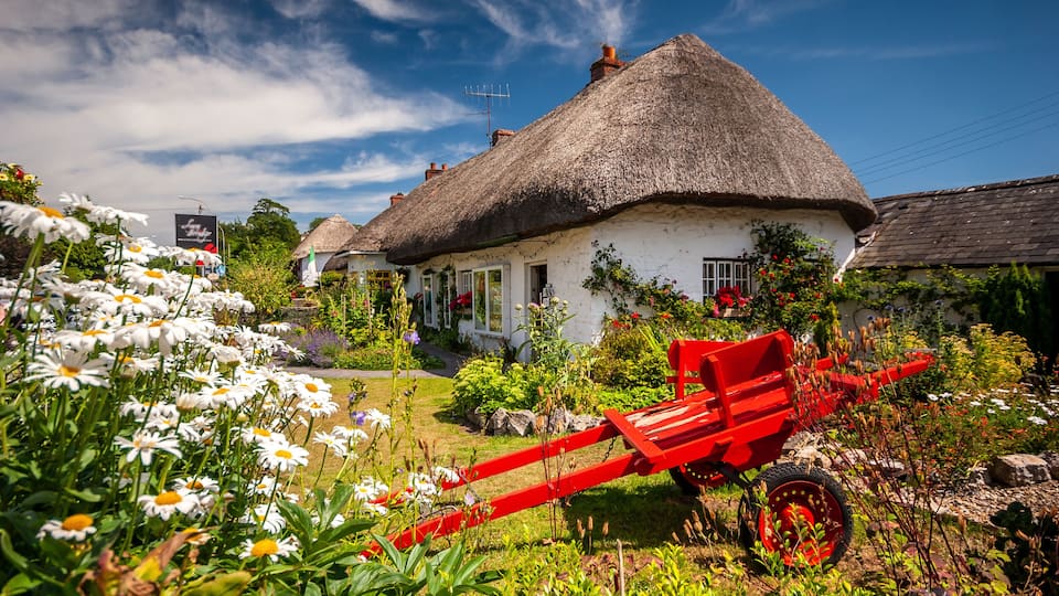 A thatched-roof house surrounded by a garden with white daisies and a red agricultural implement.