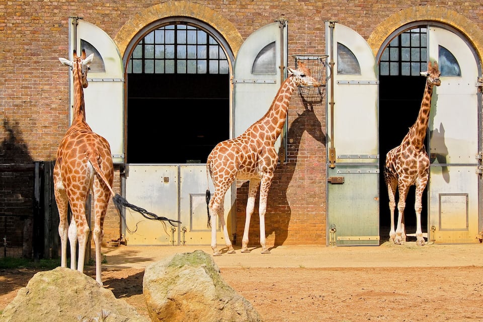 Three giraffes standing in front of a brick building with arched doorways.