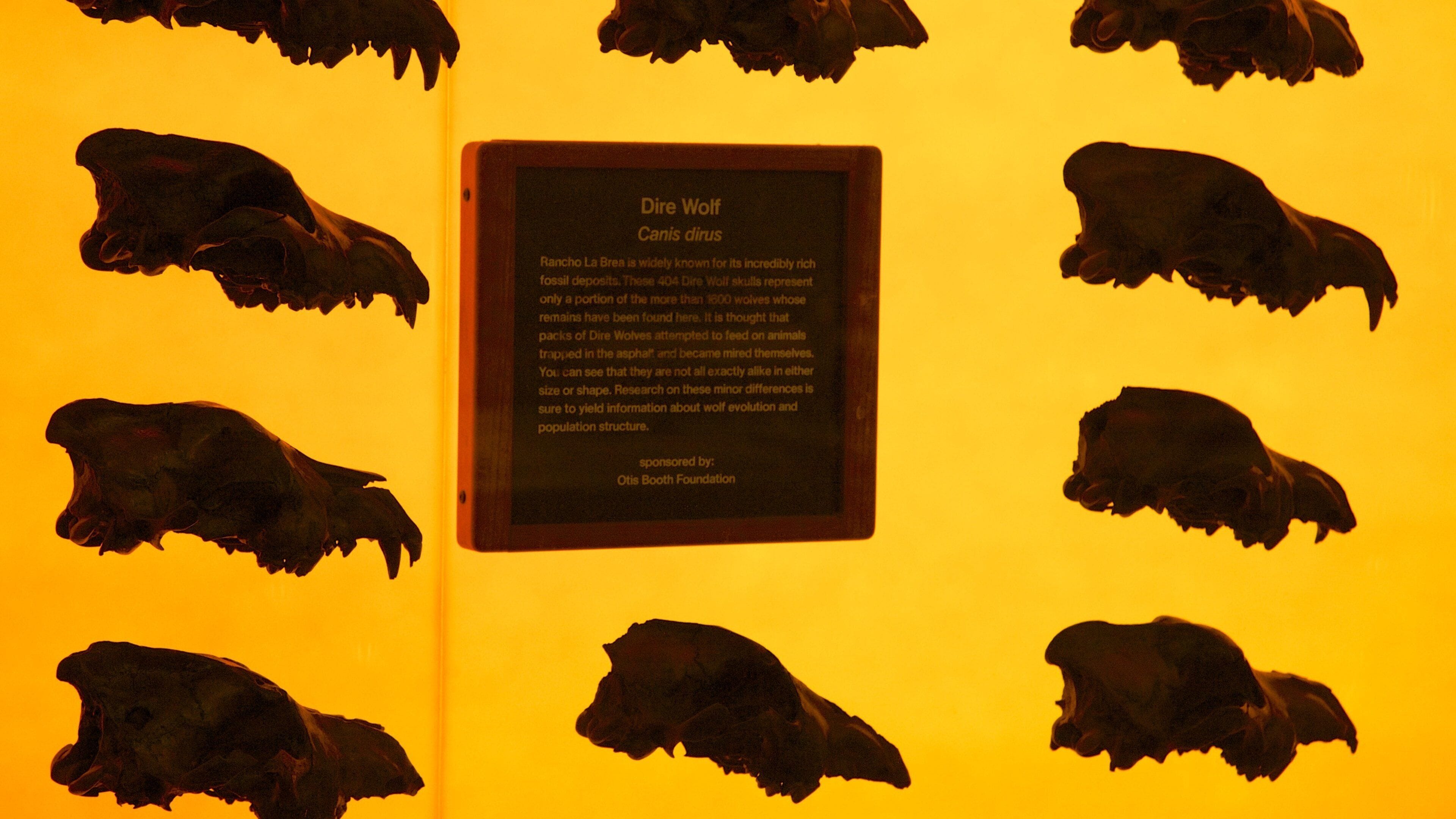 La Brea Tar Pits inclusief interieur