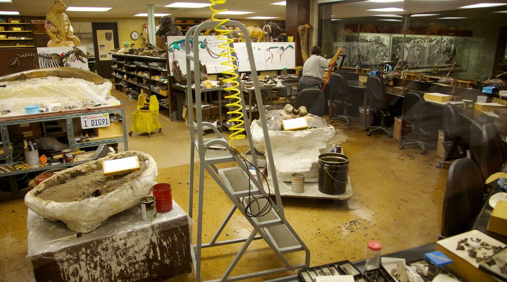 La Brea Tar Pits toont interieur