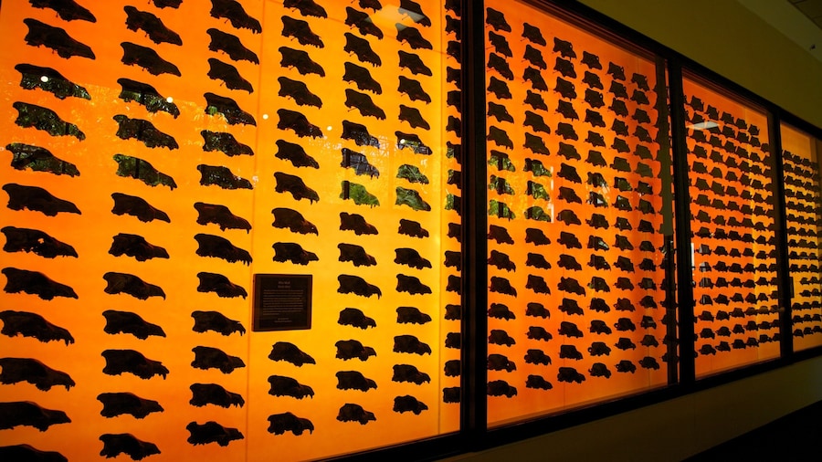 Exploring the La Brea Tar Pits with fossil displays showcasing ancient creatures in Los Angeles, California