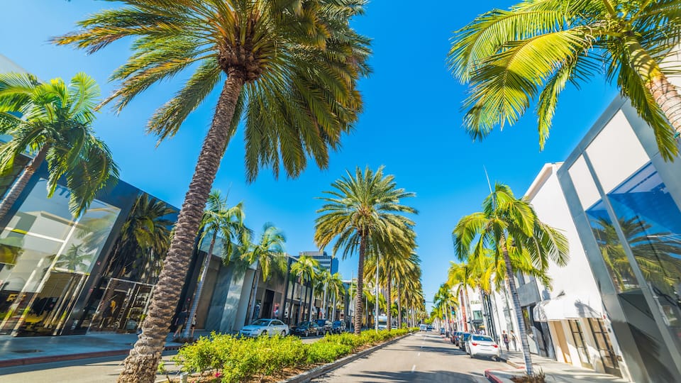 Palm trees in Rodeo Drive