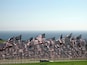 Molta bandera americana onejant al vent, amb un paisatge oceànic de fons.