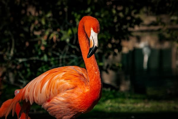 Un flamant rose aux plumes orange vif se tient près d’une étendue d’eau.