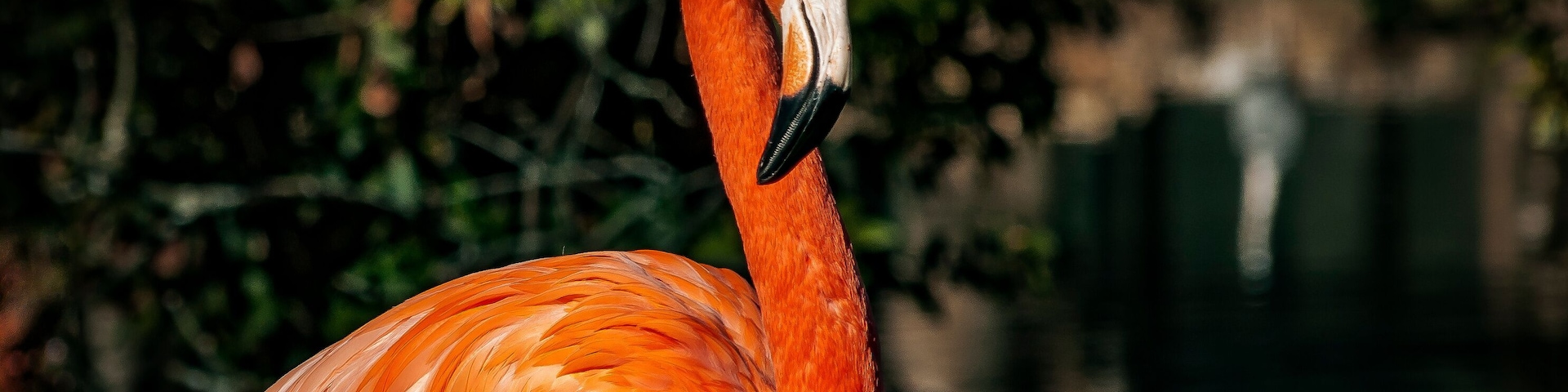 Flamencos en el Zoo de Madrid, España