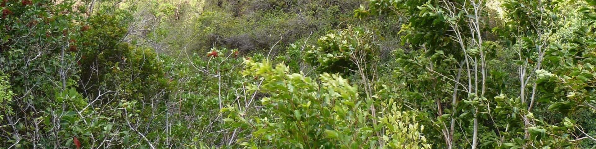 A lush valley with steep cliffs and dense vegetation.