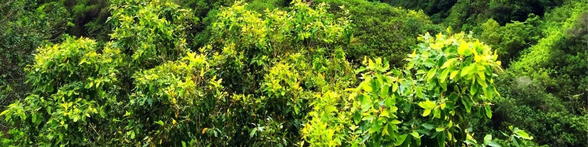 Une vallée verdoyante et luxuriante, bordée de falaises abruptes et dominée par une formation rocheuse imposante.