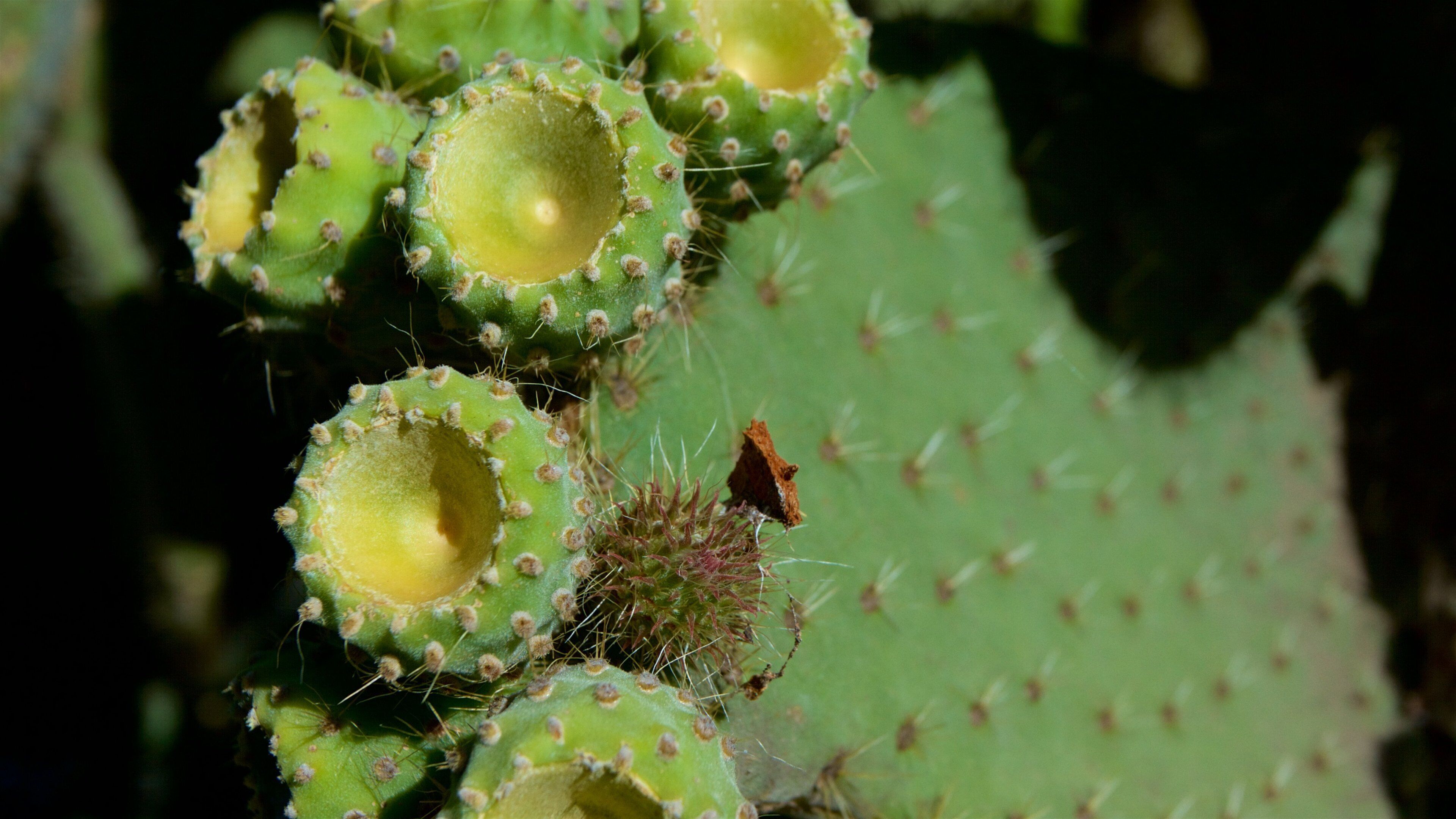 Royal Botanic Gardens presenterar en trädgård