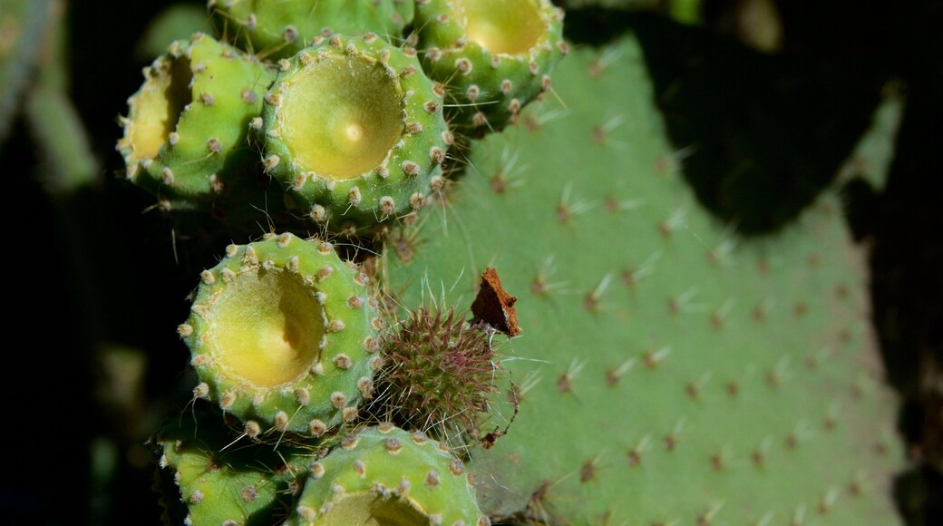 Royal Botanic Gardens presenterar en trädgård