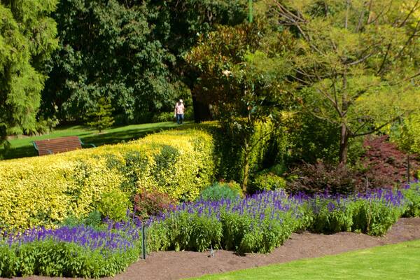 Royal Botanic Gardens showing a garden